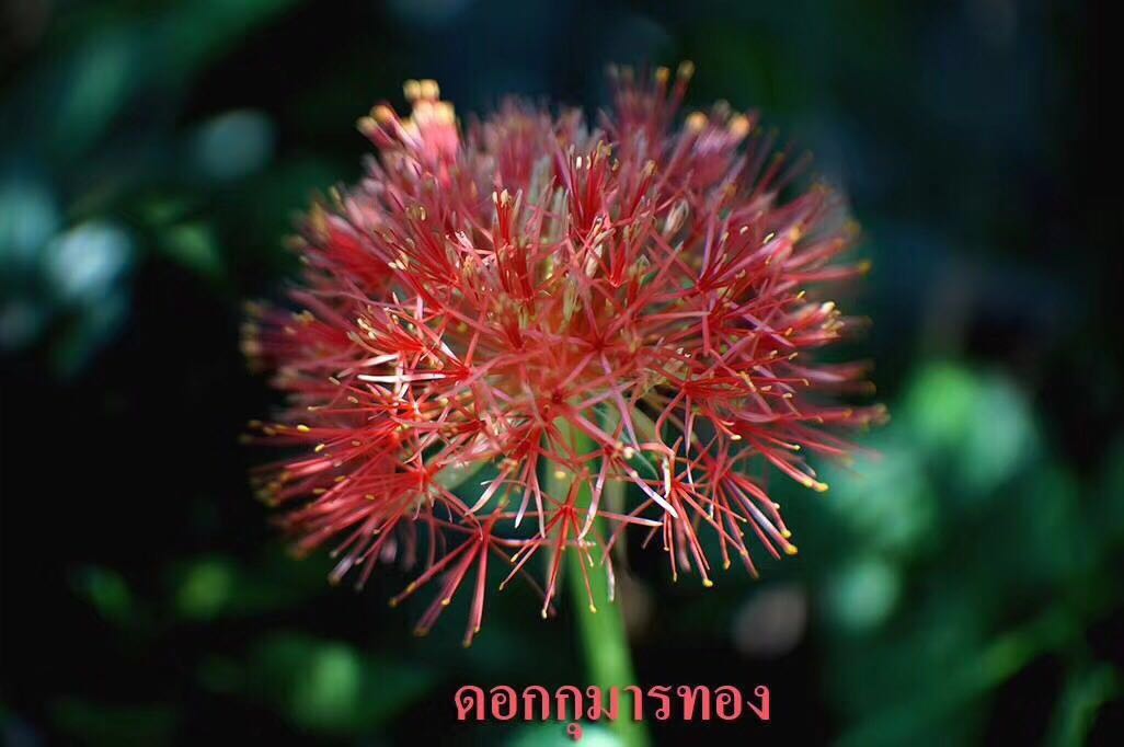泰国佛牌用料中常说的湾类植物是什么呢？